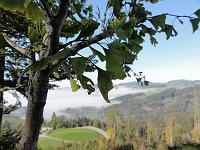  16. Oktober 2011 - ein  letzter Blick bevor wir Samuels Ginkgo wieder verlassen müssen